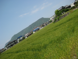 2012/05/06 屋島と麦畑